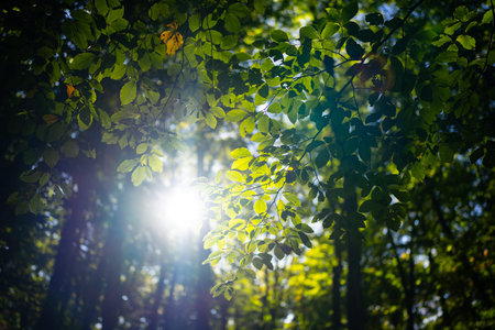 Green leaf at summer banner. Environment ecology or greenery wallpaper. Green leaf background....