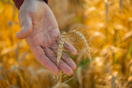 Farmers hand touching wheat. Autumn harvest. Cereal crops ready for harvest. Growth of wheat....
