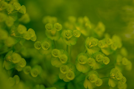 Flowers in nature blossom background. Blossom backdrop. Natural bloom floral background. Blossom...