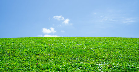 Grass background. Green meadow. Summer grassy countryside. Peaceful grass hill. Grass pattern....