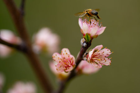 Blossom in spring. Peach blossoms on a branch. Apricot tree in bloom. Orchard in spring. Pink petals...