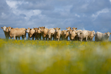 Cow grazing in a green pasture. Cow in the meadow. Livestock grazing in the green field. Farm life with cattle and calves. Cow in a rural landscape. Ranch with grazing bovine. Dairy cow on farm.の写真素材