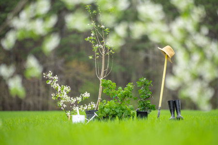 Gardening in spring background. Planting tree in spring. Cultivate backyard orchard. Farm on garden. Plant tree with garden tool. Spring concept. Spring greenery and grass. Garden tools.の写真素材