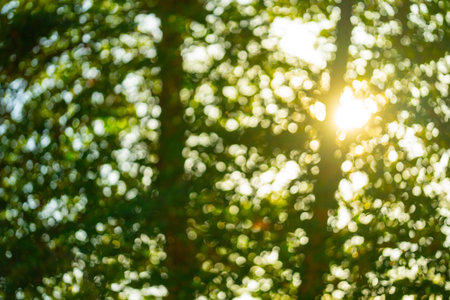 A soft green background with a natural blur effect. Summer foliage with bokeh. A fresh and vibrant green wallpaper. Blurred tree leaves backdrop. A bright and organic pattern of green light. Abstract green foliage.の写真素材