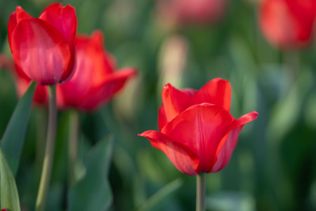 This is a tulip. The Spring flower.の写真素材