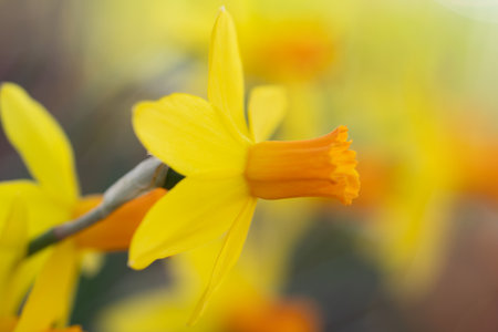 Spring Narcissus flower background. Spring narcissus blossoms. Narcissus flowers in a garden. Close-up of a blooming narcissus. Blossoms spring background.の写真素材