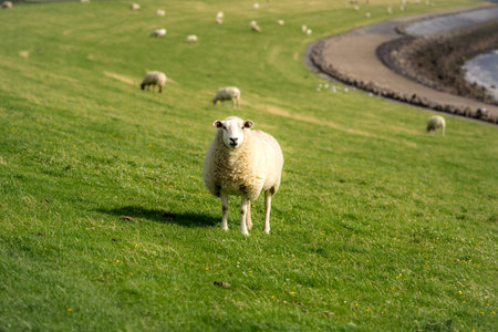 The sheep ovin lamb in the verdant meadows. Sheep on an farm. Sheep eating grass on a field. Sheep...