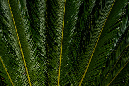 Palm leaves background. Green leaves wallpaper. Exotic jungle foliage. Leaves tropical greenery....