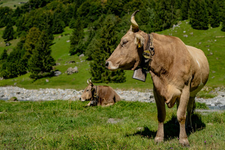 Dairy cow farming. Mammals grazing in the field. Cow on a ranch. Pasture filled with cows and calves. Bovine cow in the countryside. Grazing livestock. Grazing cow.の写真素材
