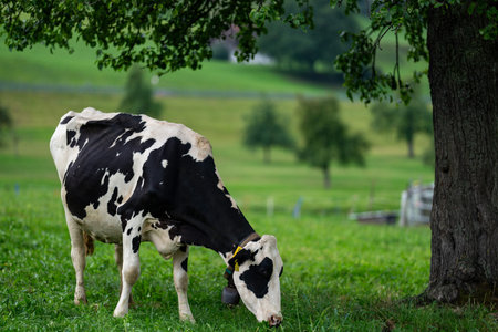 Cow grazing in a farm. Cow in the meadow. Livestock grazing in the green field. Farm life with...