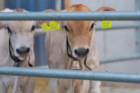 Cute calf in a farm. Calf in the countryside. Farm life with cattle and calves. Little calf in a rural farmland. Bovine animals. Farming with cattle. Beef calf.の写真素材