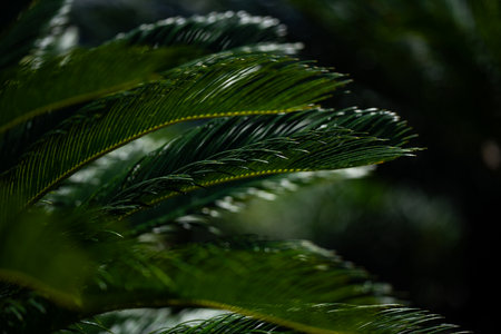 Palm tree background. Green palm leaves wallpaper. Exotic jungle foliage. Lush tropical greenery. Palm leaf closeup shot. Tropical leaf pattern. Nature palm tree design. Green leaves in jungle.の写真素材
