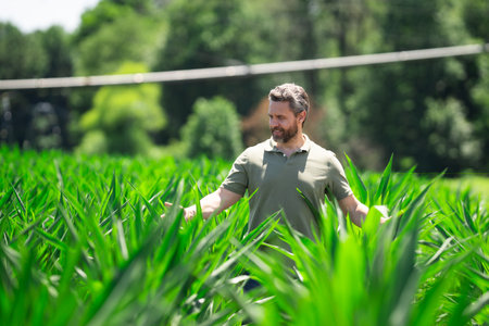 A farmer is on the corn field on farm. The farmer is working on corn farm. Portrait of a male farmer...