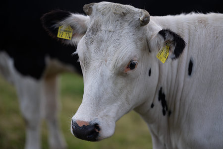Cow in the meadow in the mountains. Brown cow on a green pasture. Cows herd in a green field. Alpine...