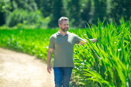 A farmer is on the corn field on farm. The farmer is working on corn farm. Portrait of a male farmer in corn farm. Agricultural worker, farmer. Corncob harvest. Man on rural field.の写真素材