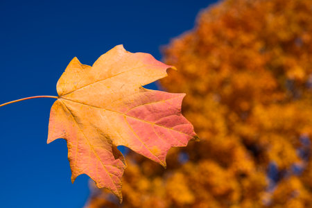 Autumn fall background. Maple leaves in autumn. Autumnal landscape. Wallpaper of fall. Natural beauty of fall. Falling leaves. Fallen leaves autumn wallpaper. Autumn leaves. Fall foliage.の写真素材