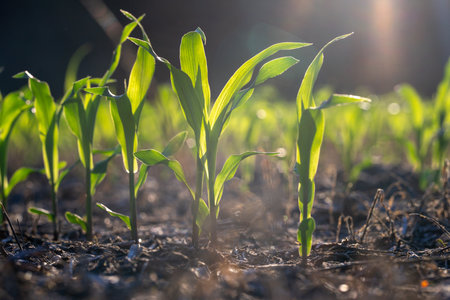 Corn growing in fertile soil. Young corn plants sprouting in field. Rural farmland with corn crops. Cultivated in spring. Seeds planted in rich ground. Agricultural growth in meadow. Farming corn.の写真素材