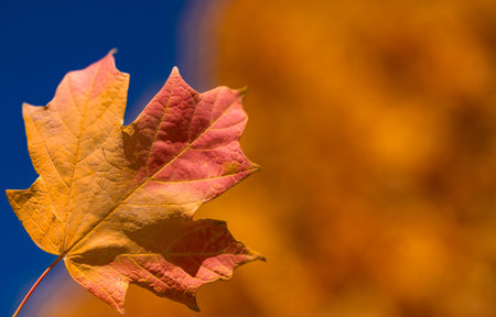 Autumn fall background. Maple leaves in autumn. Autumnal landscape. Leaf fall. Natural beauty of...