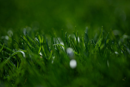 Grass background texture. Green grass field backdrop. Lush lawn closeup view. Natural grass surface...