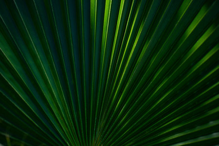 Palm leaves background. Green leaves wallpaper. Exotic jungle foliage. Leaves tropical greenery....