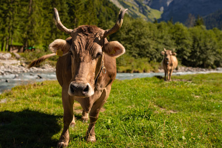 Dairy cows. Cow at meadow. Cattle in grass field. Cow in grassy pasture. Cow pasture outdoor. Cows graze on summer meadow. Rural landscapes with cows. Cows in pasture. Cattle cow grazing on farmland.の写真素材