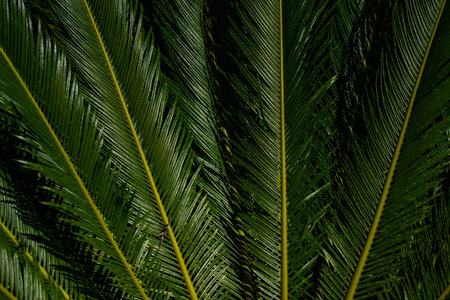 Texture of tropical palm leaves. Pattern of palm leaves. Palm background. Green leaves wallpaper....