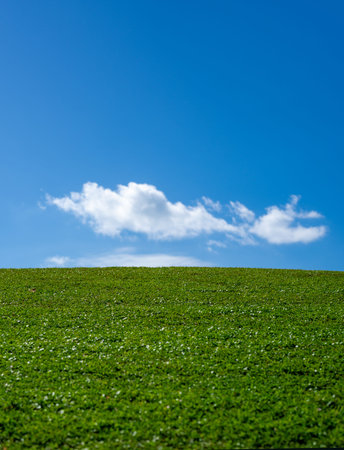 Empty summer spring field. Grass meadow. Lawn grass background. Summer green environment. Green grassy land. Summer countryside. Green backdrop. Grass pattern. Summer meadow.の写真素材