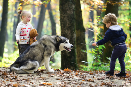 Child walking with dog. Kid playing with dog in autumn park. Child girl hugging cute Husky. Kid and dog. Child with pet husky. Cute puppy in fall foliage. Fluffy dog and child portrait. Dogs friends.の写真素材