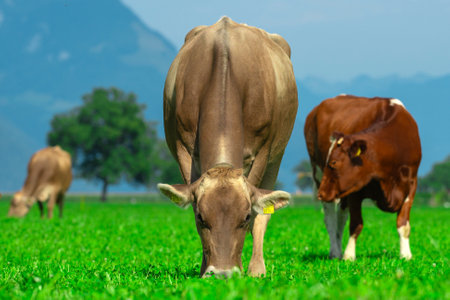 Cow grazing in a green pasture. Herd of cattle in summer meadow. Alpine meadows with grazing cow. Farmland with cow livestock. Grassy fields filled with cow. Grazing bovine. Cattle ranch.の写真素材
