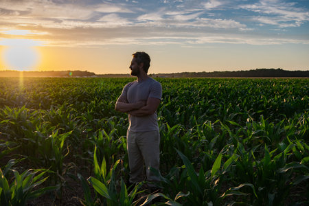 A farmer inspects the cornfield on sunset. The male farmer works outdoors in the field. Agricultural worker farmer harvesting corn. A man examines the maize crop. Farmers work to harvest the crop.の写真素材