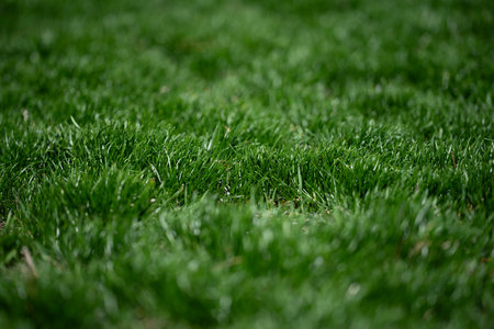 Grass background texture. Grass pattern for banner. Outdoor grass environment. Garden grass background. Fresh grassy field.の写真素材