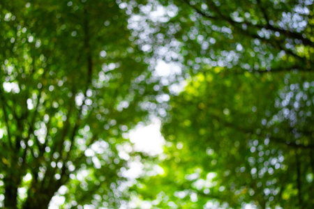 Green leaf background. Green leaf forest on blurred greenery background. Bokeh background. Green...