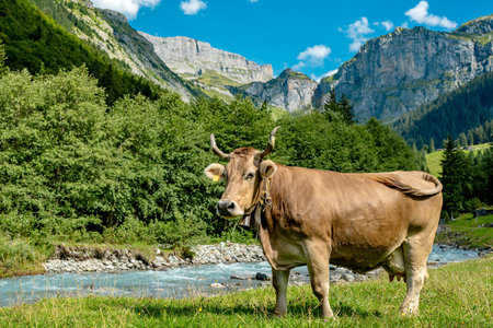 Cattle grazing in pasture. Herd of cattle. Livestock cow feeding on green grass. Grazing cows pasture on grassy field. Cattle on farm. Grazing cows on Alps meadow. Open pasture with cows. Cattle herd.の写真素材