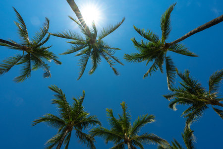 Tropical palm pattern. Nature tropical landscape. Summer coast view. Green palm tree on blue sky. Tropical paradise. Exotic background. Palm landscape. Tropics palm tree texture. Summer palms trees.の写真素材