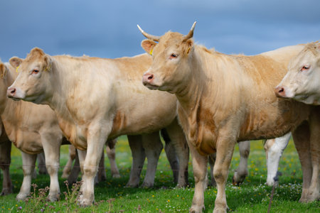Cow in the grassland. Cow peacefully grazing. Summer meadow with cattle. Cow grazing in the countryside. Rural life and livestock. Grassy field with dairy cow.の写真素材