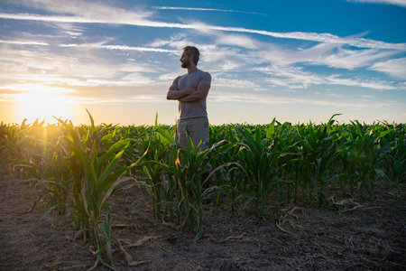 A farmer inspects the cornfield on sunrise. The male farmer works outdoors in the field. Agricultural worker farmer harvesting corn. A man examines the maize crop. Farmers work to harvest the crop.の写真素材