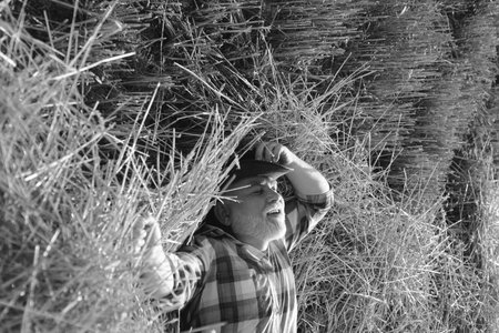 Retired grandfather farmer in the hay. Senior taking a break and relaxing on a hay on an summer day. Grandfather laying on haystack in countryside. Mature man resting at cereal field.の写真素材