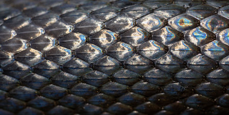 Snakeskin scales. Exotic reptilian pattern. Macro close-up scaly snake skin. Snake scale pattern. Black snake scales. Leathery snake texture. Snakes scales detailed reptilian texture.の写真素材