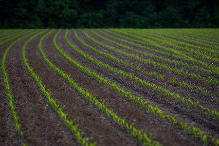 Corn sprouting in soil. Young plants in field. Farming corn in spring. Green sprouts on farm. Rural cornfield at growth. Crops planted in ground. Fresh corn on farmland. Corn in open field.の写真素材