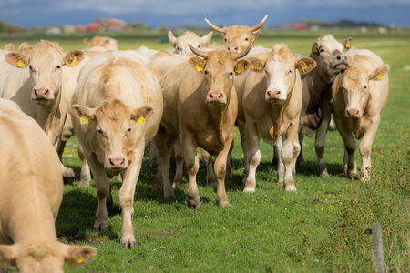 Cows grazing in a green pasture. Herd of cattle in the countryside. Alpine meadows with grazing...