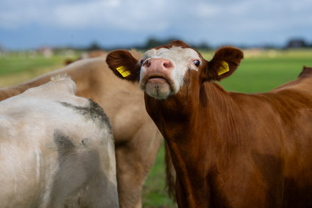 The cow. Cattle in the grass field.の写真素材