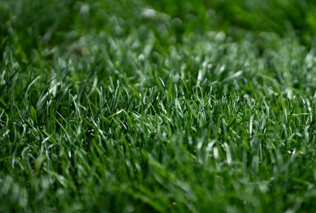 Green grass field backdrop. Lush lawn closeup view. Natural grass surface design. Grass pattern for banner. Outdoor grass environment. Garden grassy background.の写真素材