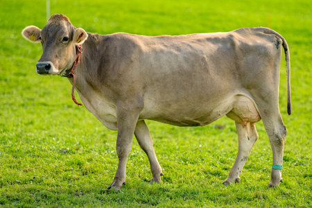 Cow grazing in a green pasture. Herd of cattle in summer field. Alpine meadows with grazing cow. Farmland with cow livestock. Grassy fields filled with cow. Grazing bovine. Cattle ranch.の写真素材
