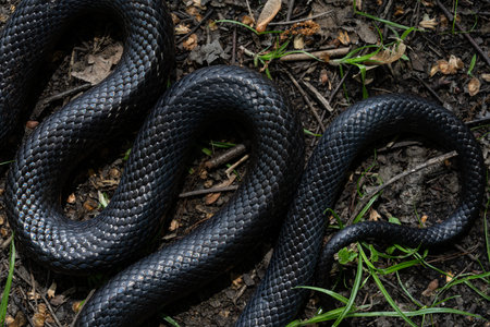 Black snake. Big black surface features scales, creating an exotic and dangerous aesthetic. Perfect...