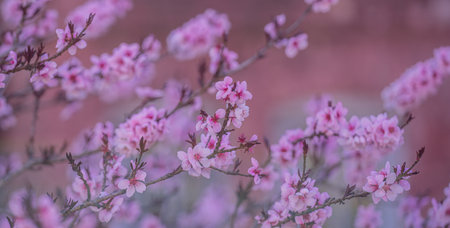 Flowers blossom background. Blossom backdrop. Natural bloom floral background. Blossom spring...