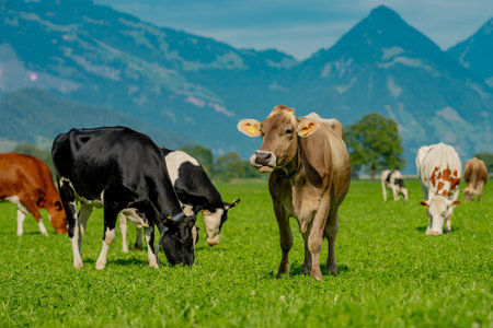 Cow standing in a green pasture. Cow in the meadow. Livestock grazing in the countryside. Farm life with cattle and calves. Cow in a rural landscape. Ranch with grazing bovine. Dairy cow.の写真素材