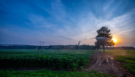 Sprinkling system. Farm fields and farm scenery. Sunset on the farm. Farming planting and watering concept. Idyllic farm view with sprinkler irrigation system. Spraying corn crops in summer field.の写真素材