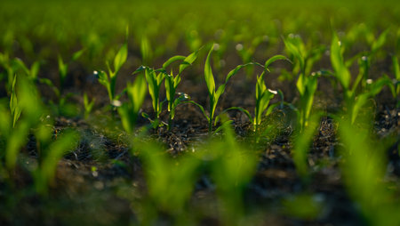Corn growing in fertile soil. Young corn plants sprouting in field. Cultivated in spring. Seeds planted in rich ground. Plant growth in meadow. Farming corn on open land. Corn plants growing on farm.の写真素材