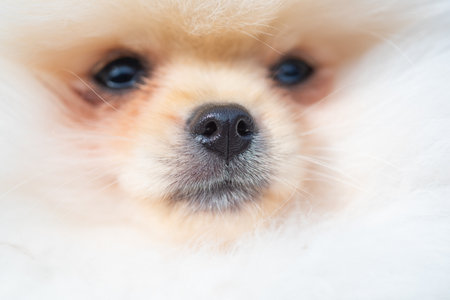 Pomeranian dog close-up. Fluffy spitz face. Purebred doggy macro. Cute Pomeranian dog look at the camera. Portrait of a fluffy Pomeranian dog. Close-up of an adorable Pomeranian.の写真素材