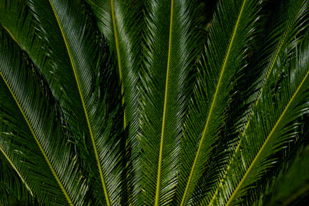 Palm leaves background. Green leaves wallpaper. Exotic jungle foliage. Leaves tropical greenery. Palm leaf closeup shot. Leaf pattern. Palm leaves backdrop. Green palm background.の写真素材